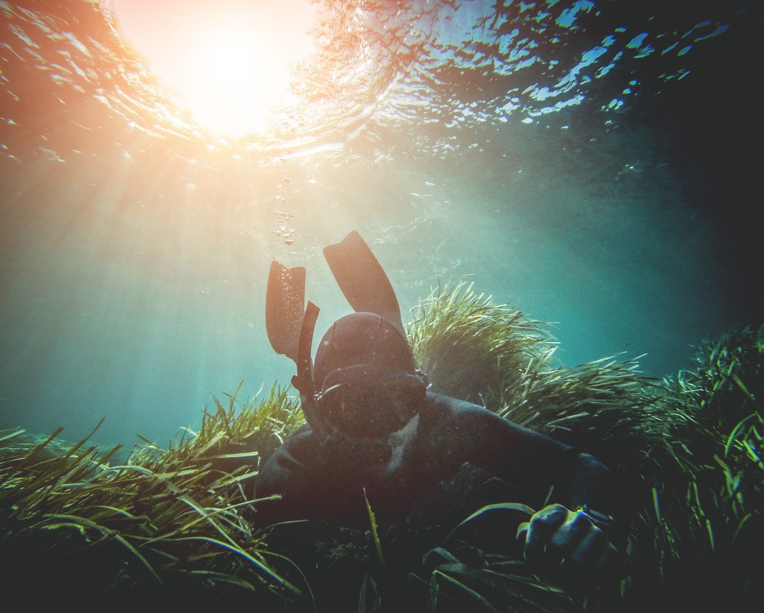Scopri di più sull'articolo In Sardegna è stato realizzato un trapianto record per salvare un parco sottomarino di Posidonia del golfo