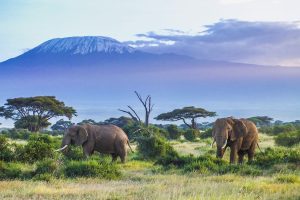 Scopri di più sull'articolo Decimati gli elefanti africani: un secolo fa se ne contavano 12 milioni di esemplari, oggi sono solamente 415mila
