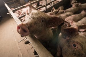 Scopri di più sull'articolo Cannibalismo, maiali che si cibano di tobi, animali agonizzanti: l’inchiesta su alcuni allevamenti destinati al prosciutto