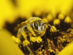 Scopri di più sull'articolo I campi elettromagnetici artificiali minacciano le api da miele: sono fonte di stress e ostacolano l’impollinazione