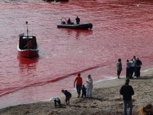 Scopri di più sull'articolo Ritorna la macabra tradizione della caccia alle balene nelle Faroe