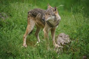 Scopri di più sull'articolo Tre lupi e quattro grifoni sono stati trovati senza vita in Abruzzo: si sospetta l’avvelenamento