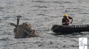 Scopri di più sull'articolo Santuario Pelagos: come intervenire in caso di impigliamento di grandi cetacei