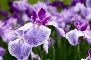 Scopri di più sull'articolo Vuoi visitare il Giardino dell’Iris di Firenze? Sarà aperto fino al 20 maggio