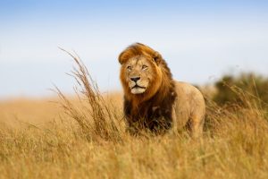 Scopri di più sull'articolo Addio a Loonkito: uno dei leoni più anziani al mondo è stato ucciso