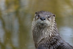 Scopri di più sull'articolo Nel centro-nord Italia torna la lontra, ma è ancora un animale a rischio