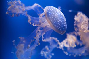 Scopri di più sull'articolo Le meduse in futuro puliranno i mari da tutti i rifiuti