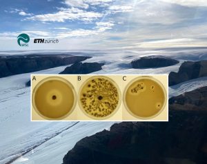 Scopri di più sull'articolo Nelle Alpi e nell’Artico scoperti microbi in grado di digerire la plastica a basse temperature