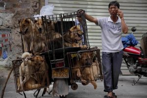 Scopri di più sull'articolo Festival di Yulin, in Cina è ricominciata la mattanza di cani ma la maggior parte dei cittadini chiede lo stop