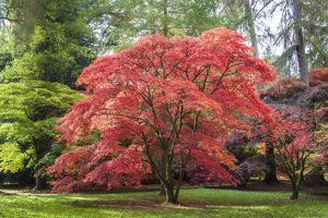 Scopri di più sull'articolo Tutta la bellezza dell’autunno in un solo albero: come coltivare l’acero giapponese