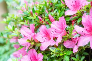 Scopri di più sull'articolo Cura dell’azalea in vaso e in giardino: sempre al sole e con molta acqua