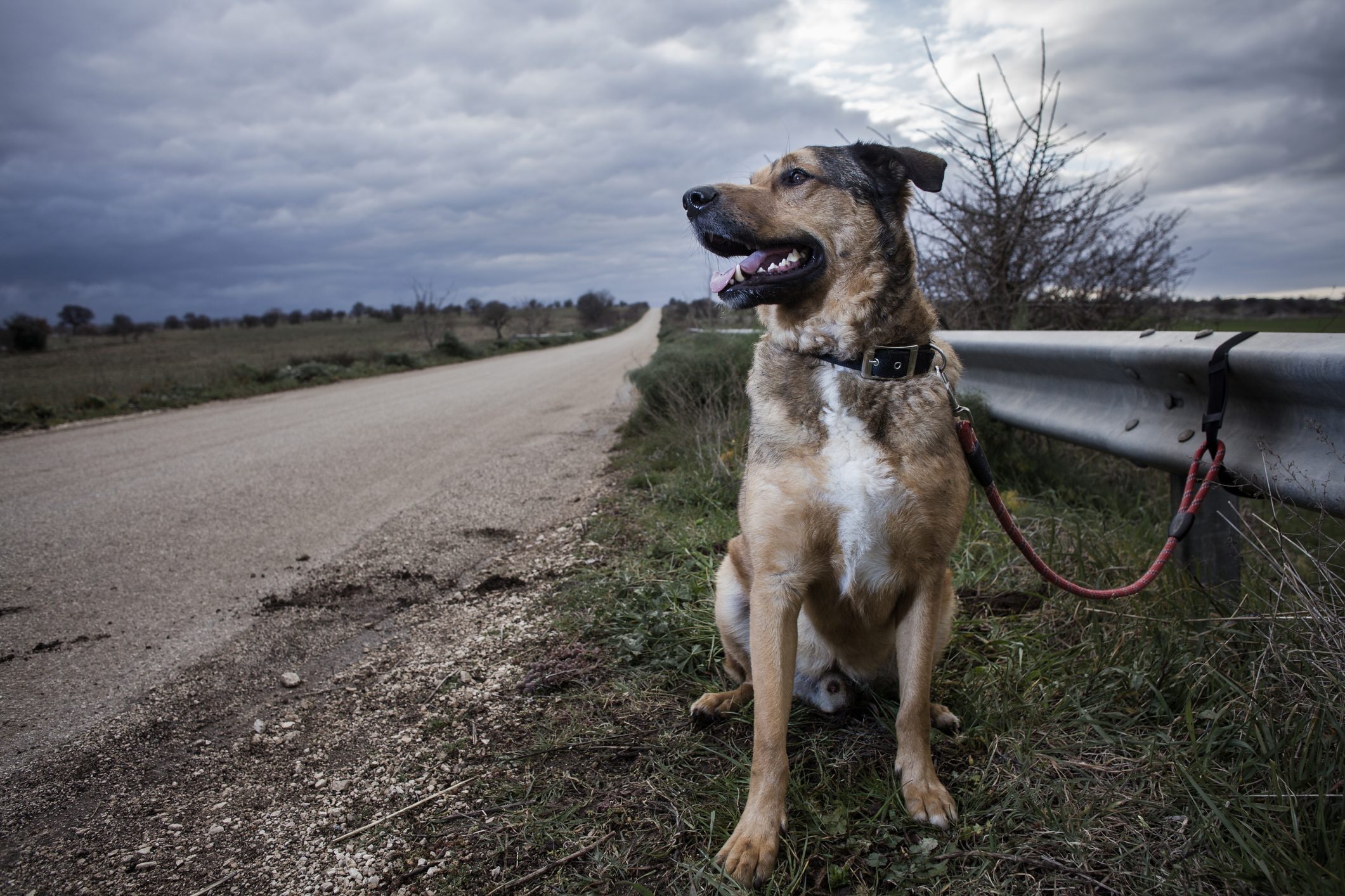 Scopri di più sull'articolo Animali abbandonati in estate per le vacanze, Enpa avverte: “Basta scuse, è un reato”