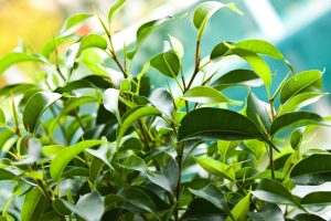 Scopri di più sull'articolo Metti un po’ di verde nella tua casa: come coltivare con successo il Ficus benjamin