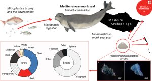 Scopri di più sull'articolo L’inquinamento da microplastiche minaccia le foche monache del Mediterraneo