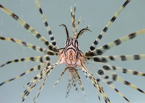 Scopri di più sull'articolo In Italia si diffonde un pesce scorpione con aculei letali: pericoli in spiaggia? Ecco cosa fare