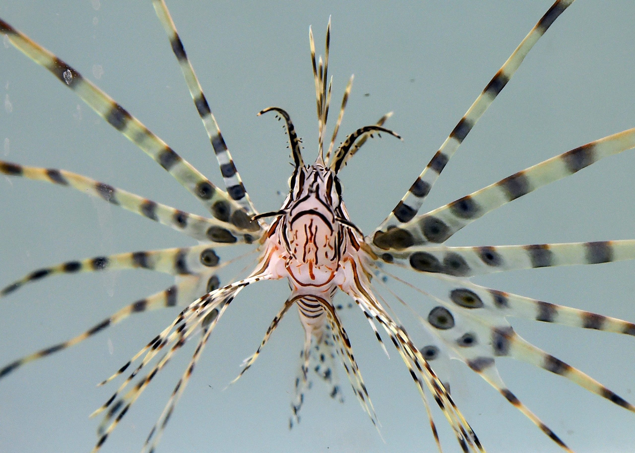 Scopri di più sull'articolo In Italia si diffonde un pesce scorpione con aculei letali: pericoli in spiaggia? Ecco cosa fare