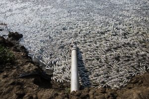 Scopri di più sull'articolo Le spiagge del Texas sono ricoperte da migliaia di pesci morti anche a causa del cambiamento climatico