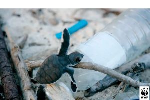Scopri di più sull'articolo Giornata mondiale dell’ambiente: l’inquinamento da plastica è un problema globale