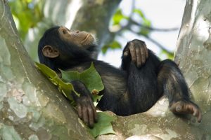 Scopri di più sull'articolo La commozione di Vanilla, la scimpanzé che vede il cielo per la prima volta