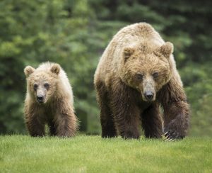 Scopri di più sull'articolo Per il trasferimento dell’orsa JJ4 la provincia di Trento ha un mese per esprimersi: il Tar dà tempo fino al 13 luglio