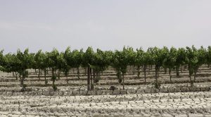 Scopri di più sull'articolo La terra annega in Romagna: storia del post alluvione, dopo l’acqua è rimasto il fango