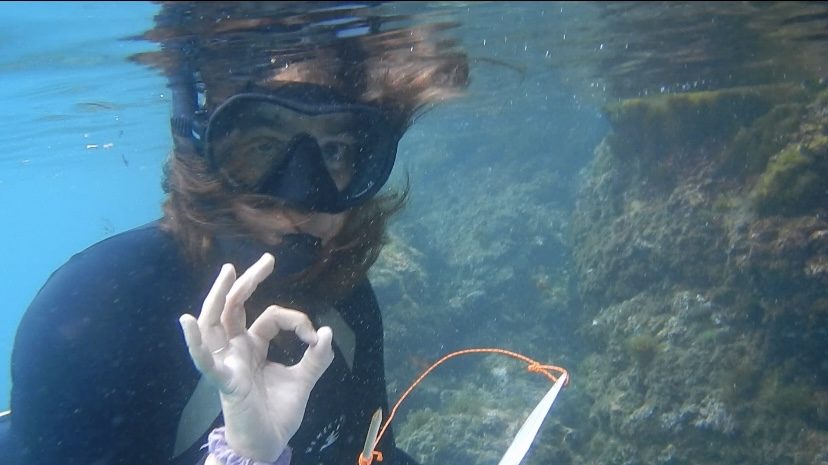 Scopri di più sull'articolo Lo scrigno di biodiversità che si trova al di sotto della superficie del mare
