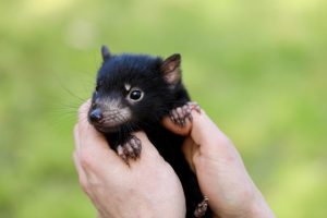 Scopri di più sull'articolo Sono nati 3 nuovi cuccioli di diavolo della Tasmania: l’ambizioso progetto di ripopolamento dà i suoi frutti