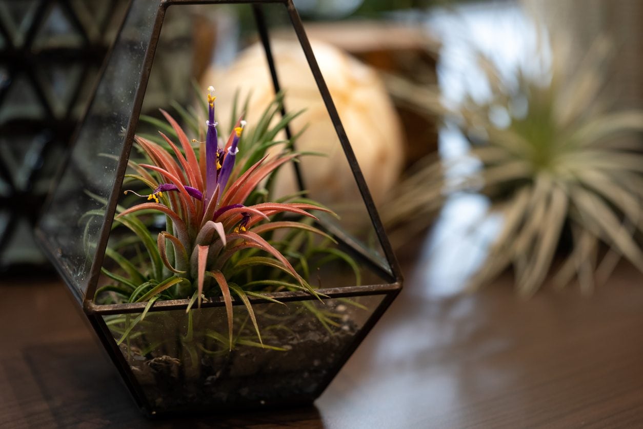Scopri di più sull'articolo Tillandsia, felce &co: le piante d’appartamento che abbassano l’umidità nell’aria