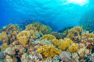 Scopri di più sull'articolo Da bracconieri a salvatori delle barriere coralline: l’esperimento di successo in Indonesia