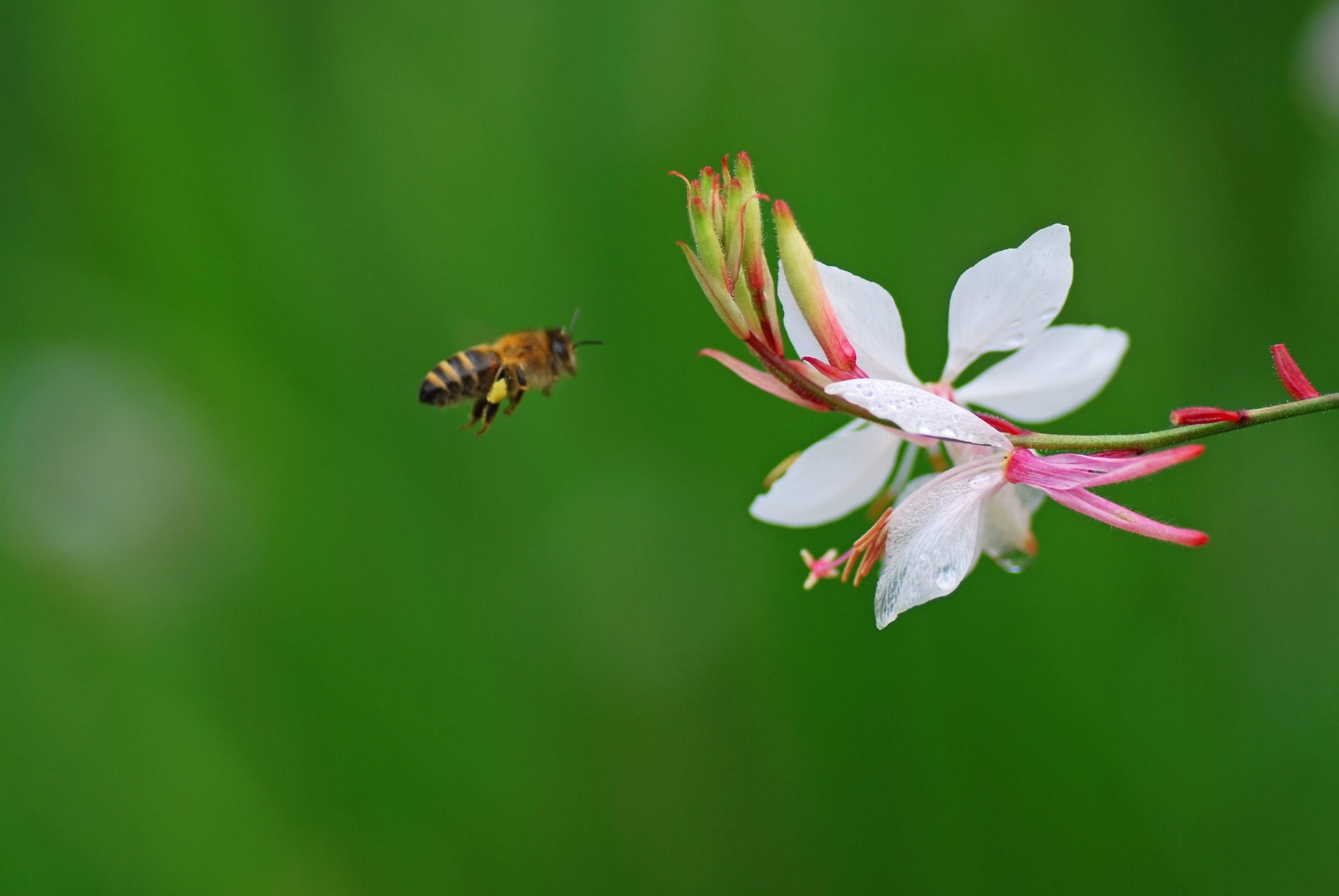 Scopri di più sull'articolo Resistente e facile da coltivare, ma ancora poco conosciuta: come coltivare la gaura
