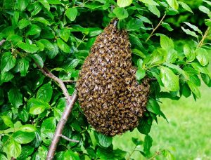 Scopri di più sull'articolo Migliaia di api uccise vicino Roma con uno spray insetticida: cosa fare se vedi uno sciame d’api