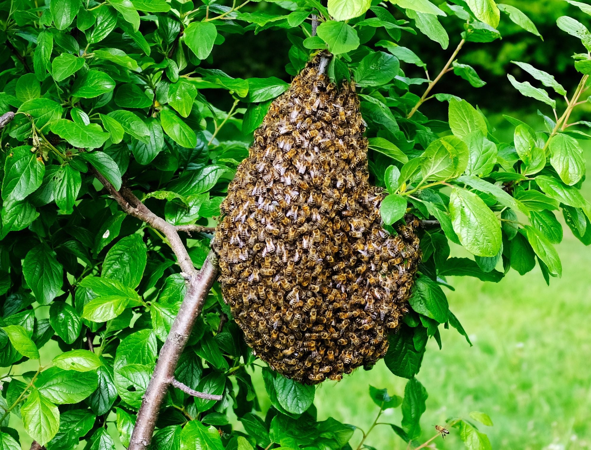 Scopri di più sull'articolo Migliaia di api uccise vicino Roma con uno spray insetticida: cosa fare se vedi uno sciame d’api