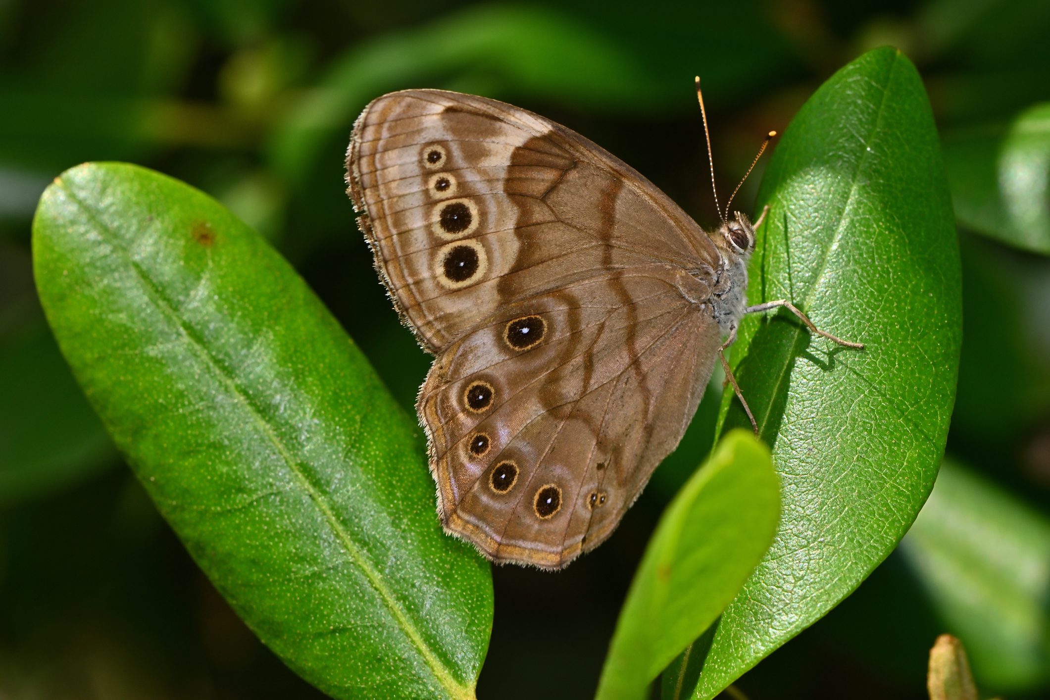Scopri di più sull'articolo Proteggi le falene: sono innocui insetti impollinatori che ci aiutano a preservare la biodiversità