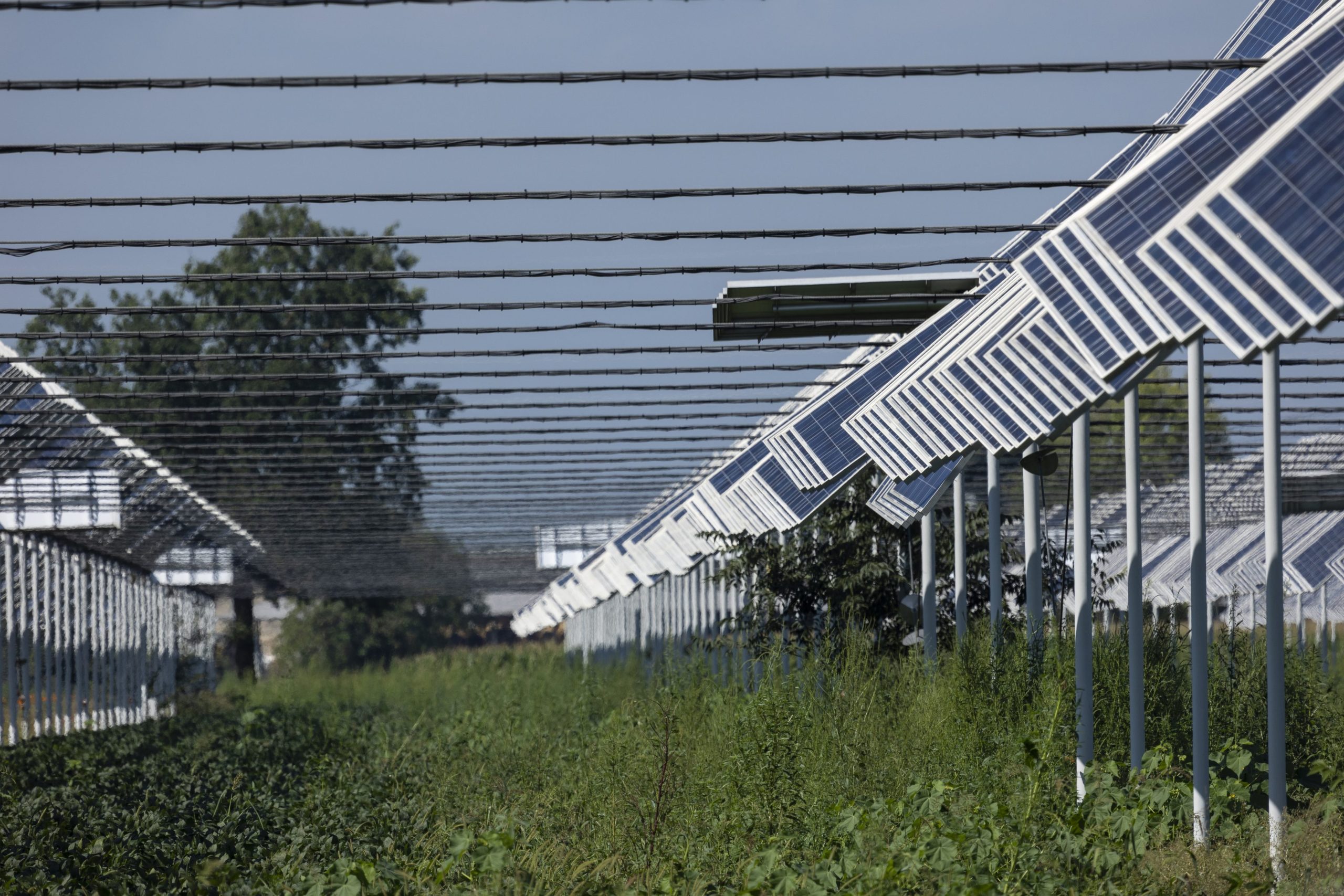 Scopri di più sull'articolo L’agrivoltaico può aiutare anche a proteggere le piante dalla siccità: la scoperta
