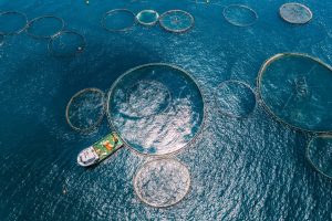 Scopri di più sull'articolo Inquinamento, rifiuti e ‘specie aliene’: ecco come sta cambiando il mondo dei pescatori