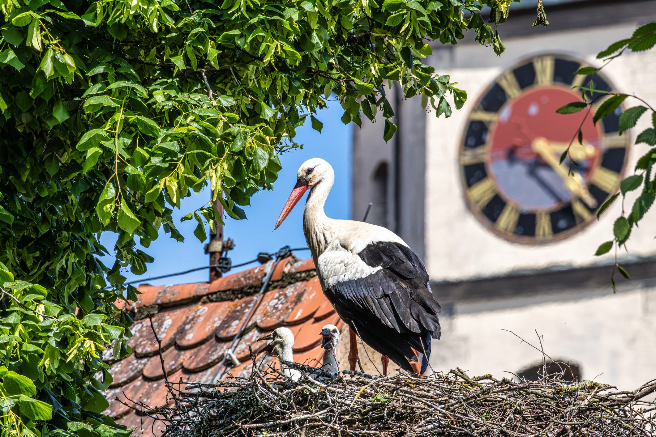Scopri di più sull'articolo Le cicogne che prosperano in Germania? Un possibile effetto del climate change