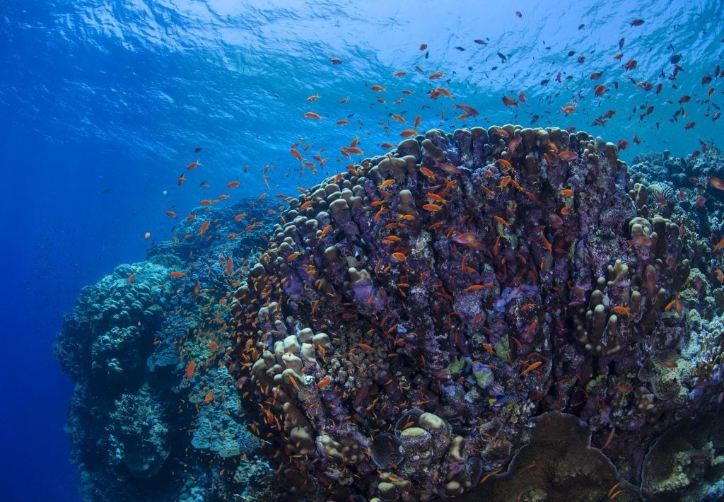 Scopri di più sull'articolo Un’attesa di 15 anni: finalmente l’Onu ha approvato ufficialmente il trattato che proteggerà gli Oceani