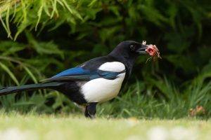 Scopri di più sull'articolo Gazze ladre: ecco perché fanno spesso visita ai giardini in estate