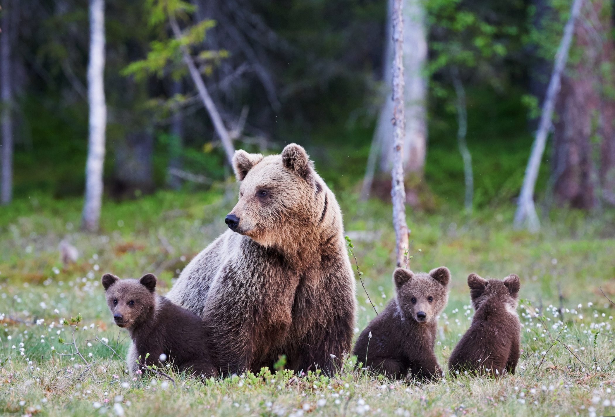 Scopri di più sull'articolo Amarena e i suoi cuccioli: due ordinanze di un comune abruzzese difendono l’orsa dai turisti