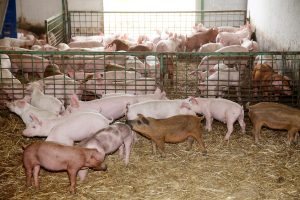 Scopri di più sull'articolo Biocarburanti prodotti con il grasso di maiali: l’altra faccia dei biodiesel che in pochi conoscono
