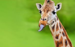 Scopri di più sull'articolo La giraffa: le curiosità e le caratteristiche di un animale che va protetto dall’estinzione