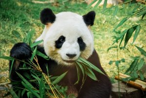 Scopri di più sull'articolo Avvistato di nuovo in Cina l’unico panda completamente bianco che si conosca
