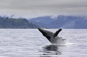 Scopri di più sull'articolo L’Islanda sospende la caccia alle balene: finalmente non porta più guadagni