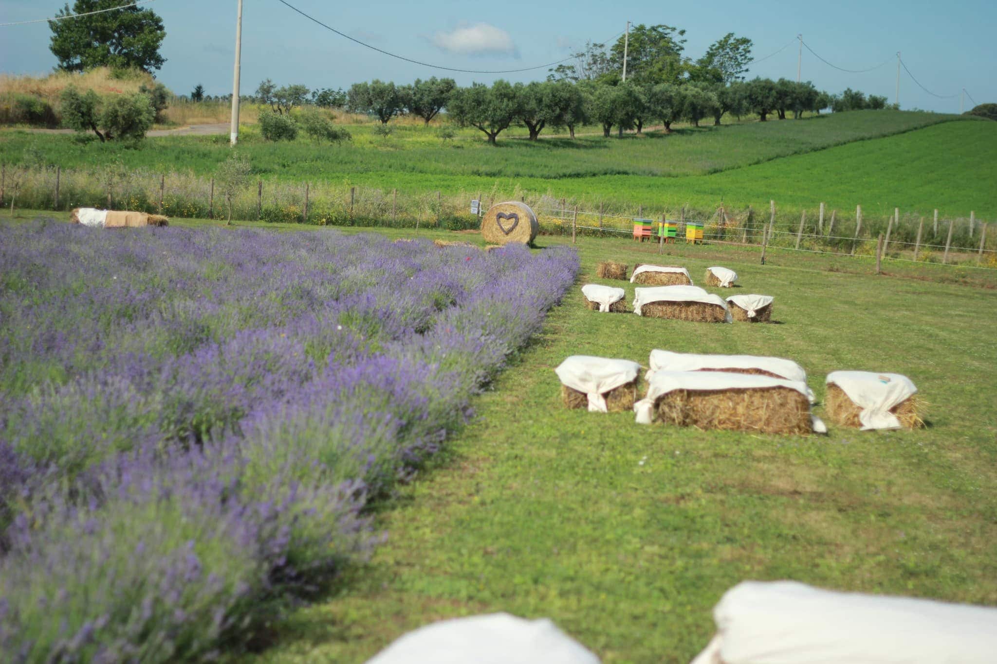 Scopri di più sull'articolo Un campo di lavanda a Roma: inaugurato il primo lavandeto della Capitale