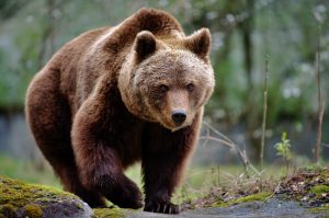 Scopri di più sull'articolo JJ4: la LAV presenta il piano di trasferimento per l’orsa, ma la decisione finale è di Fugatti