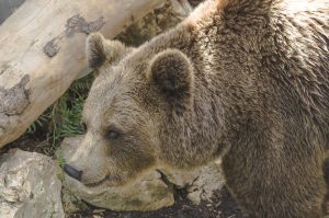 Scopri di più sull'articolo C’è un terzo orso trovato morto in Trentino: le associazioni animaliste valutano una denuncia