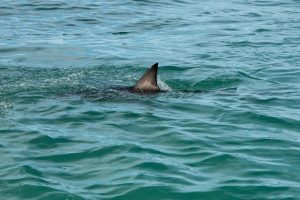 Scopri di più sull'articolo 10mila pinne di squalo sequestrate in Brasile: erano destinate al mercato internazionale