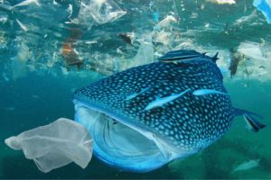 Scopri di più sull'articolo Rifiuti, abbiamo superato il limite planetario: in mare ci sarà più plastica che pesci