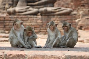 Scopri di più sull'articolo Scimmie mutilate e uccise in diretta web: la BBC svela una rete mondiale di “intrattenimento sadico”
