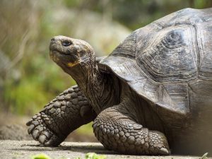 Scopri di più sull'articolo Nigrita, la tartaruga gigante della Galapagos diventata madre a 80 anni